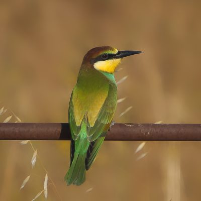 Abejaruco europeo