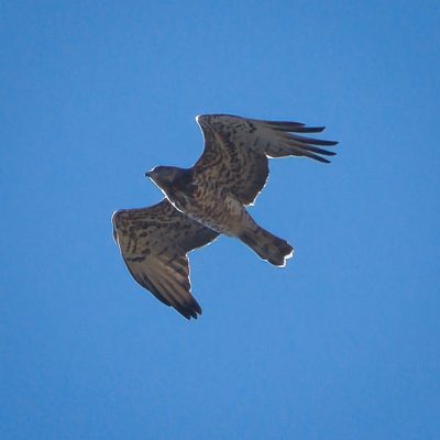 Águila culebrera
