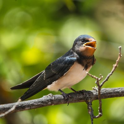 Golondrina común